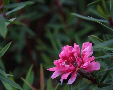 松紅梅風水|【松紅梅 種植】松紅梅：打造你的夢幻花園！種植、繁殖全攻略